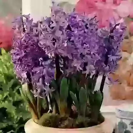 Multiflowering Blue